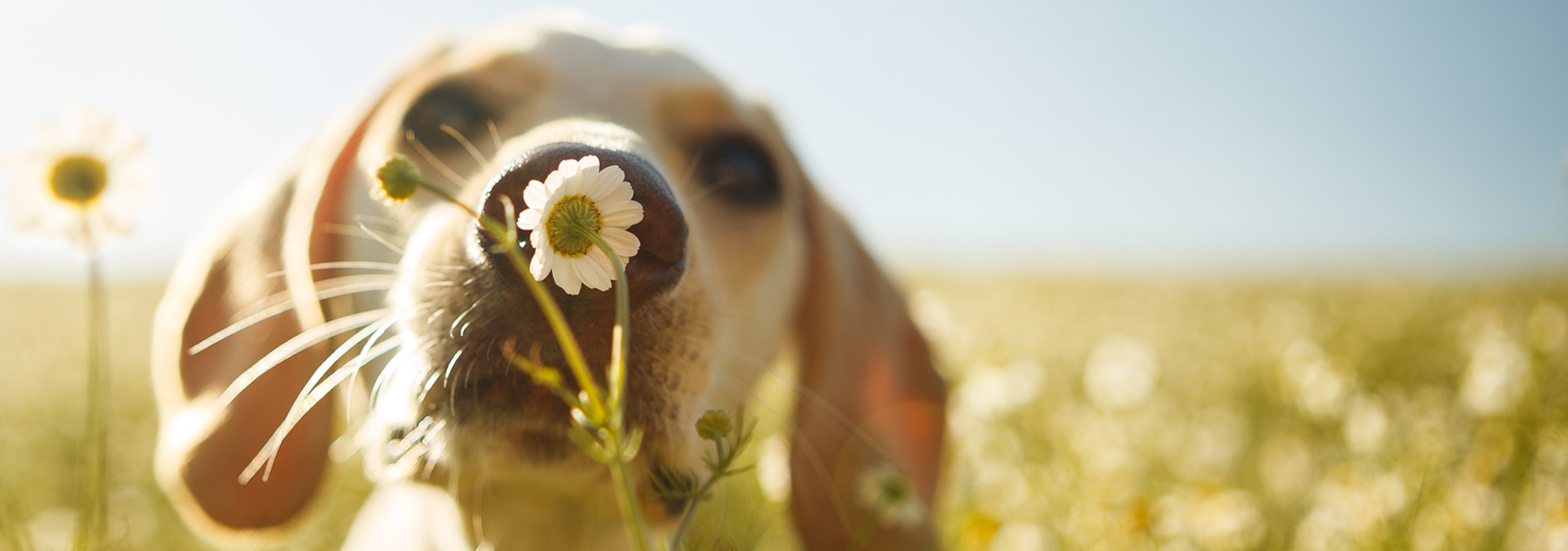 Recyclable Packaging