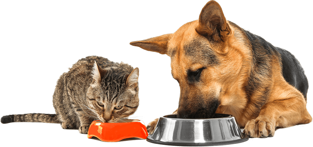 MSM Powder supplier MSM Powder supplier