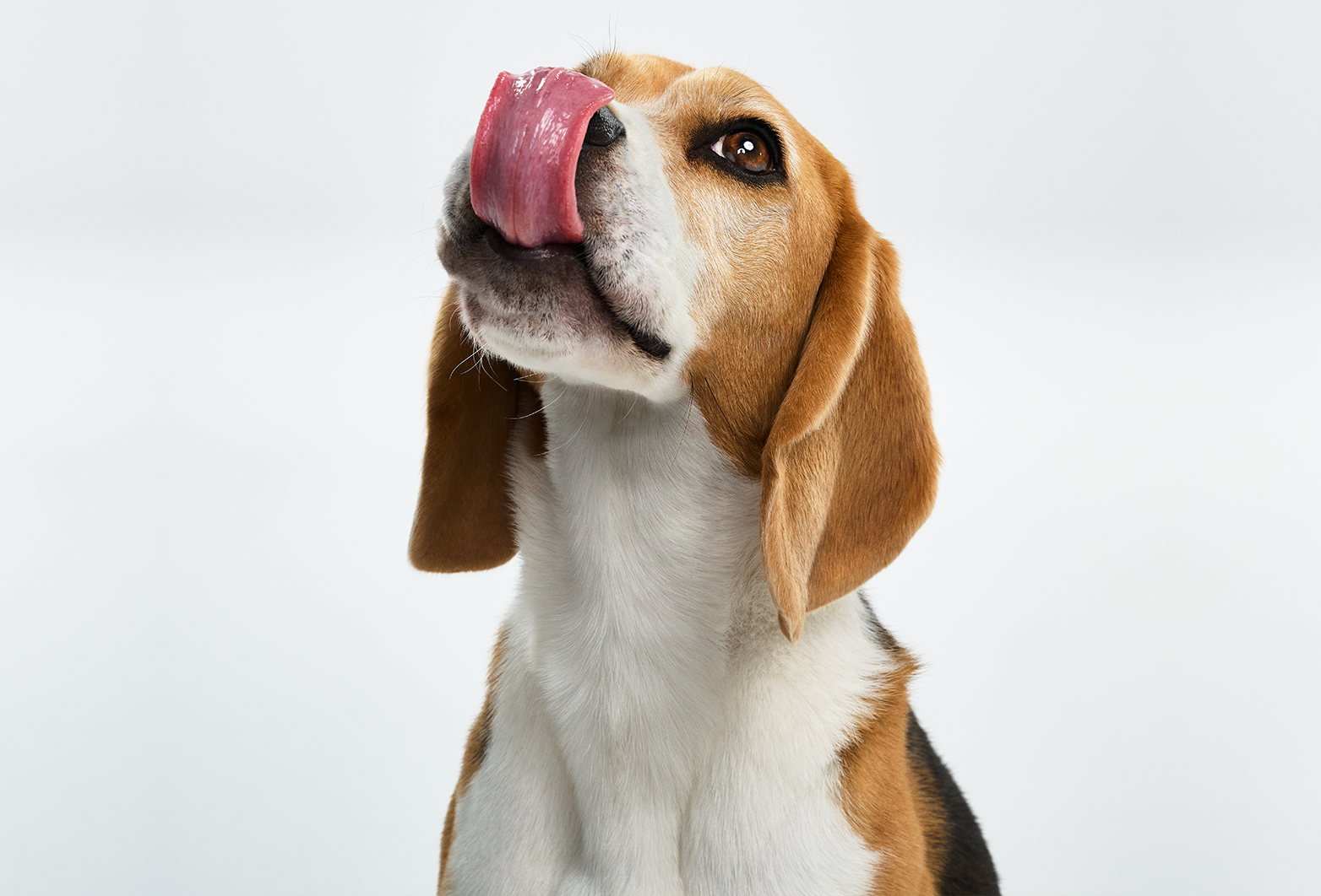 Is your pup loving FreshRaw Meals?