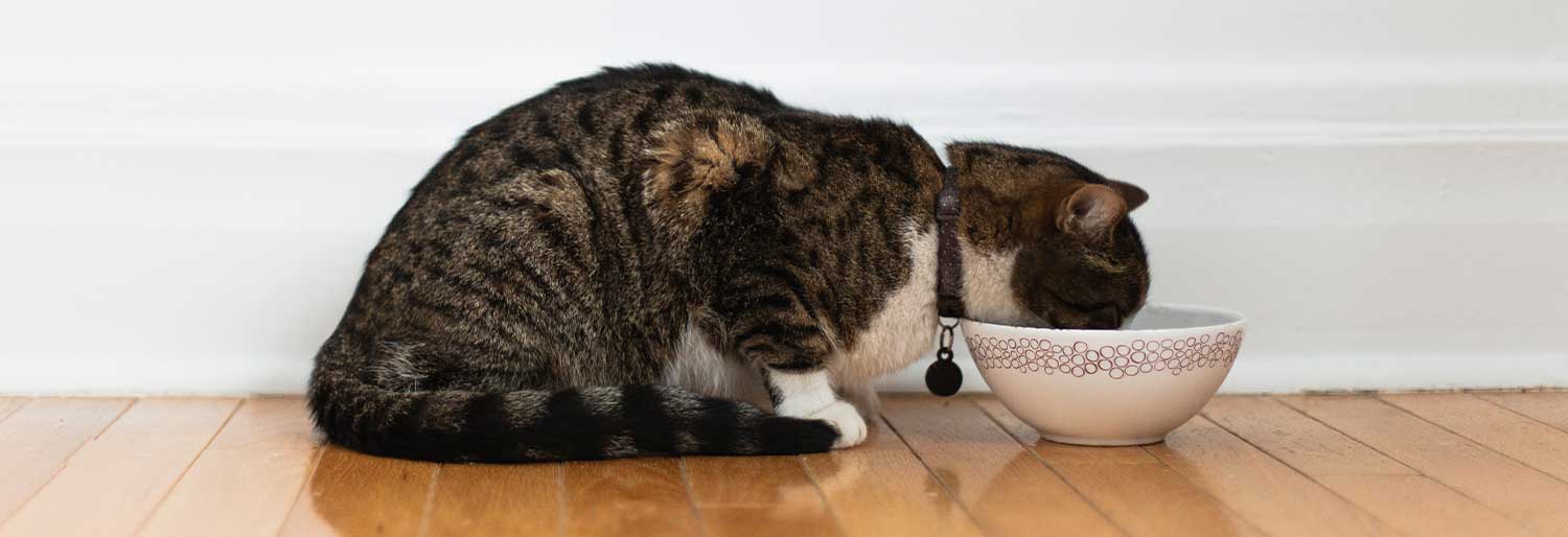 Is Raw Food Safe For My Cat Or Dog Instinct Pet Food