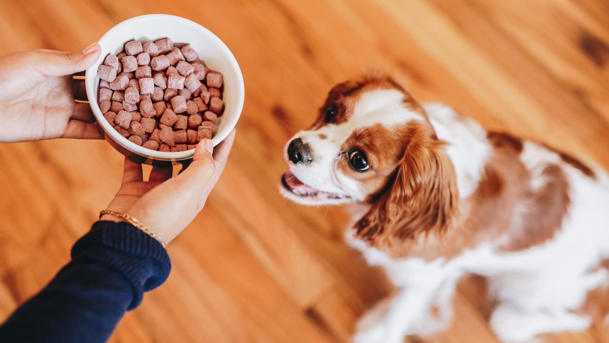 A pet parent feeding their dog