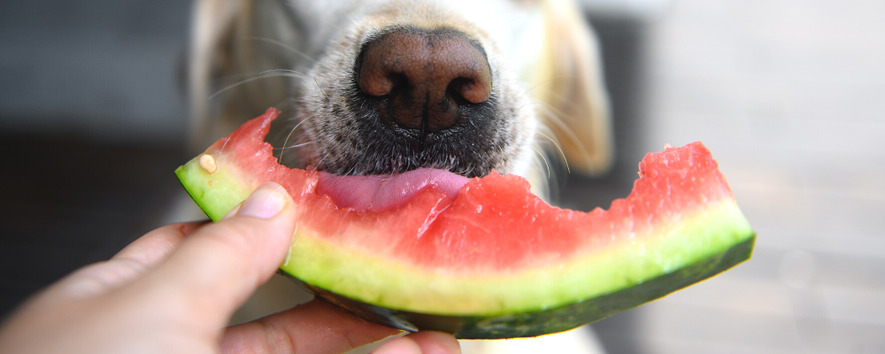 A dog eating watermelon