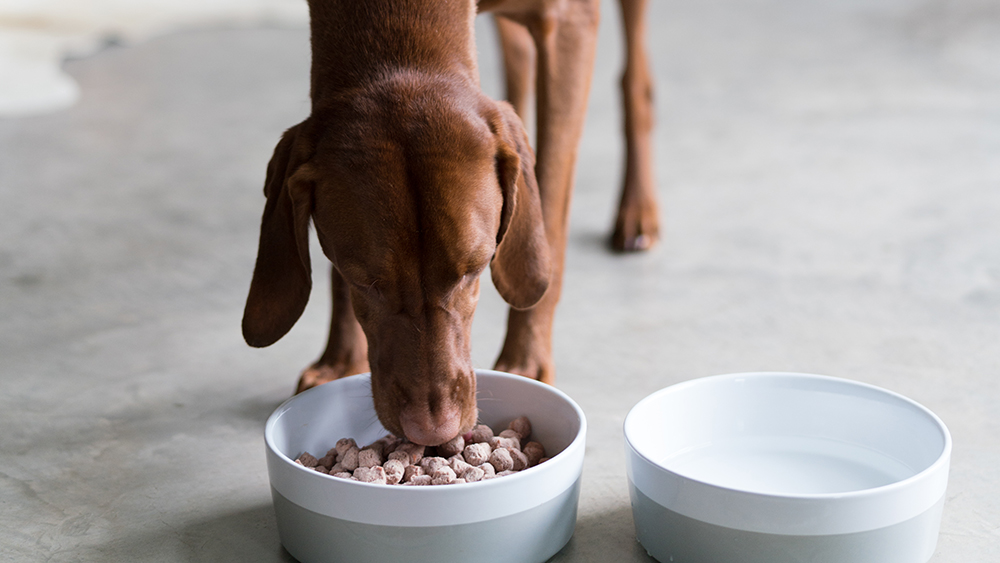 Is Raw Food Safe For My Cat Or Dog Instinct Pet Food
