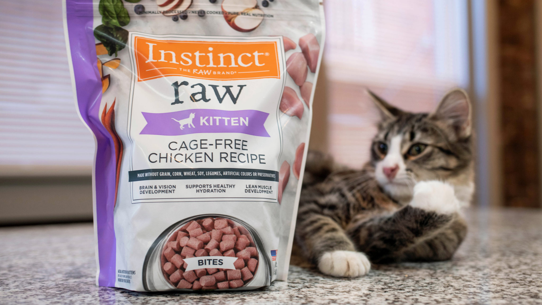 3 Reasons to Transition Your Kitten to a Raw Diet Instinct Pet Food