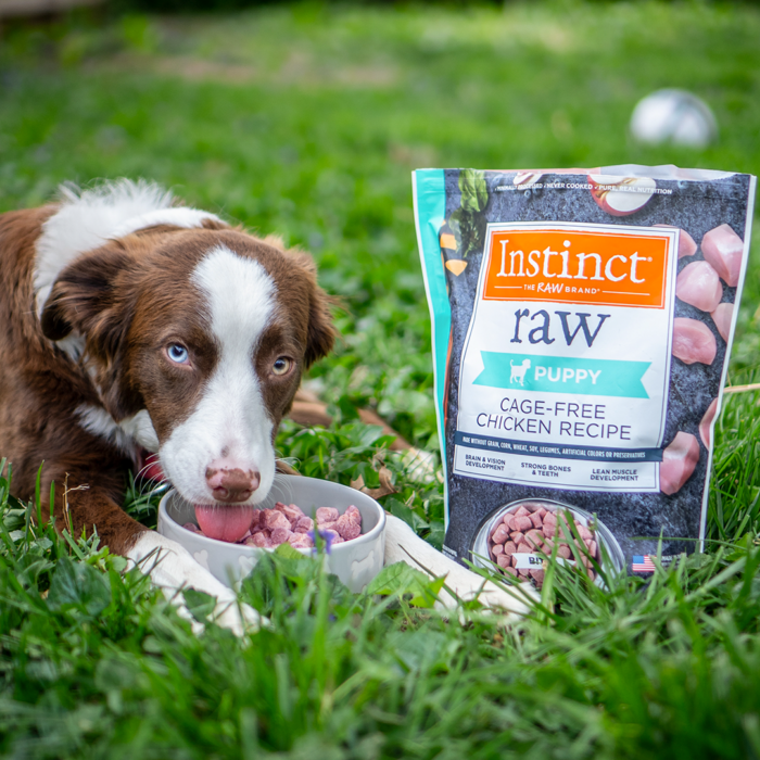 A puppy eating Instinct Raw pet food