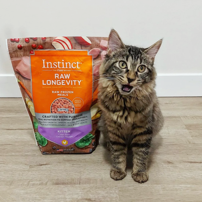 Kitten with a bag of Instinct Raw Longevity