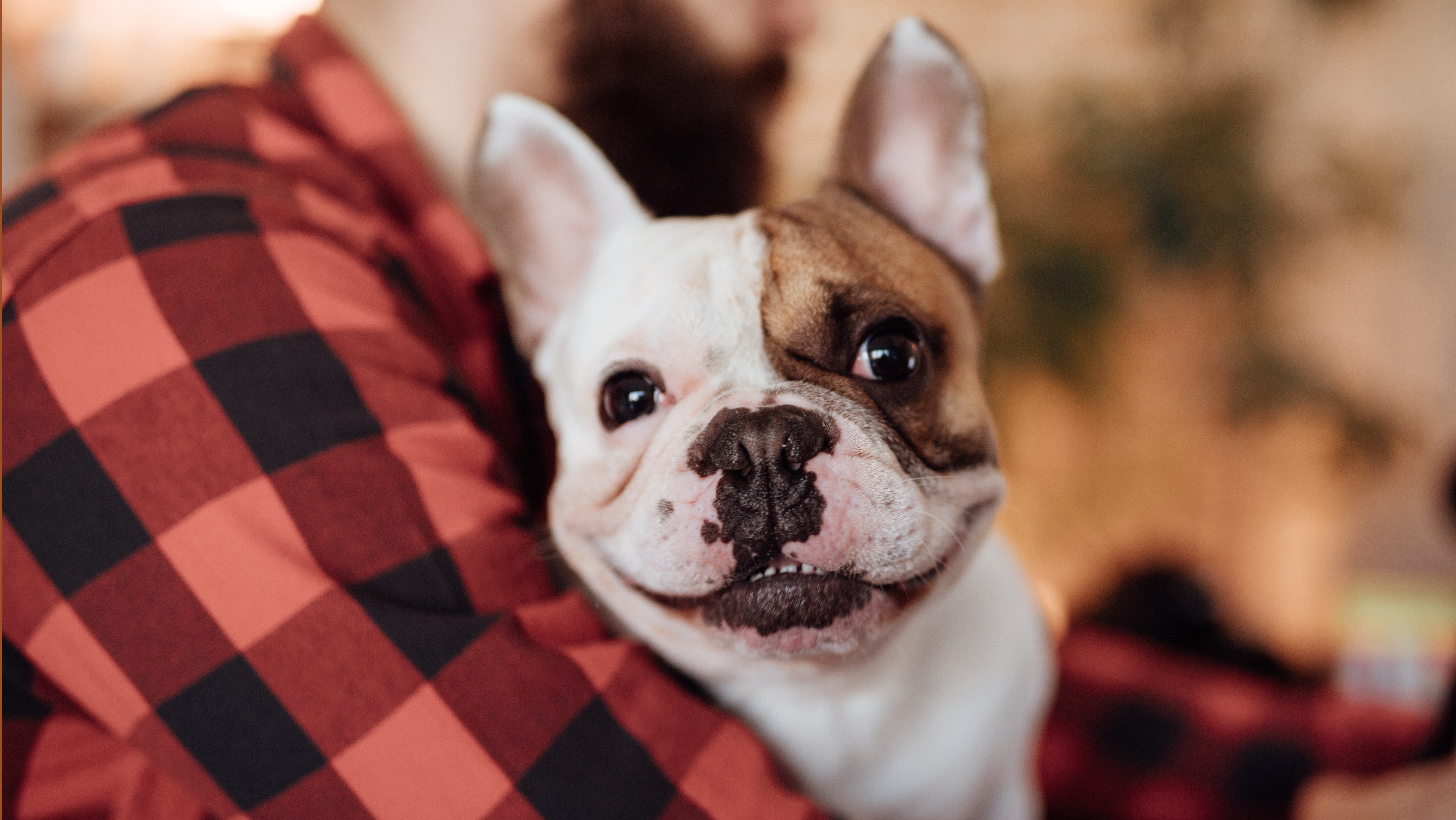 A picture of a French bulldog in a man's lap