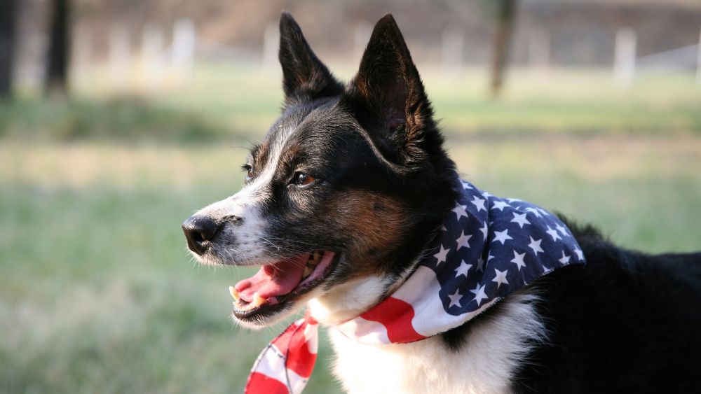 A dog wearing a bandana with an American flag design